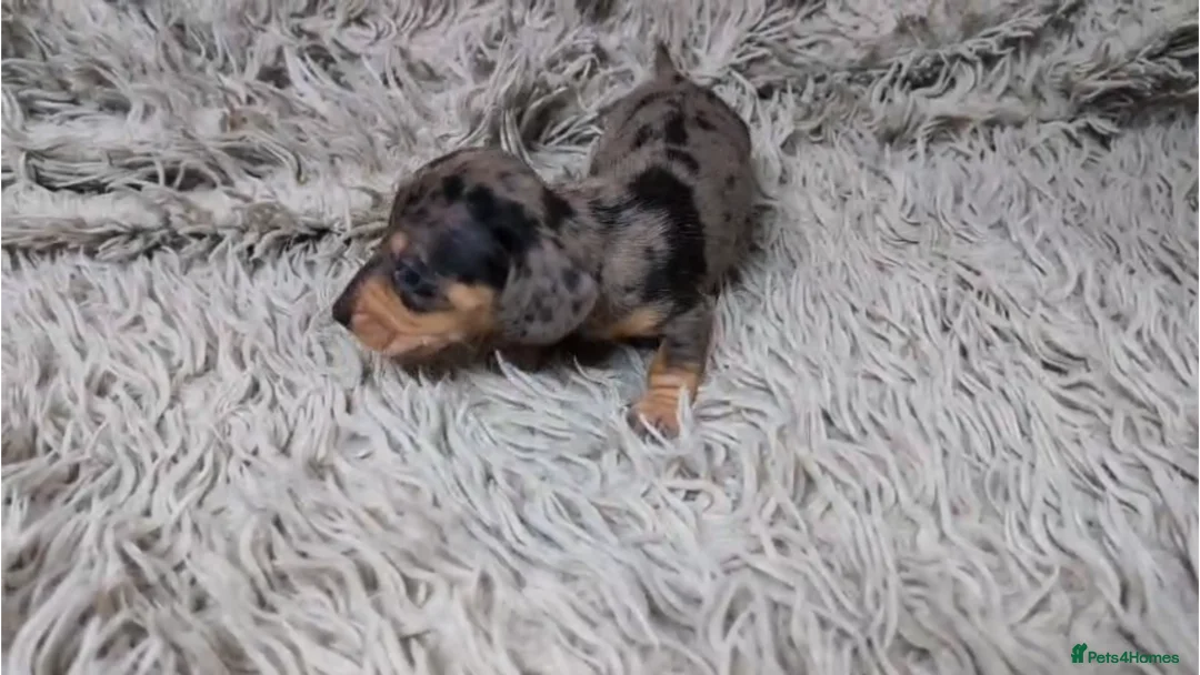 Miniature Dachshund dogs for sale: Mini Dachshund Puppies KC Ready start of March 🐾 - Advert 40