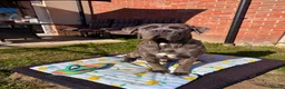Neapolitan Mastiff dogs for stud: 🐾 STUD AVAILABLE 🐾 - Advert 5