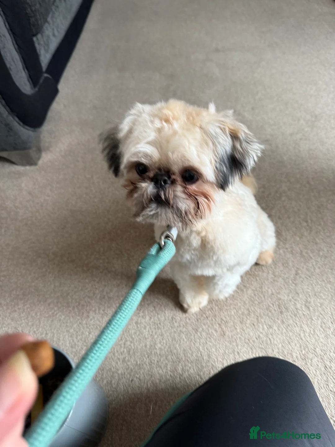 Shih Tzu dogs for sale: Kc registered imperial Shih tzu  - Advert 2