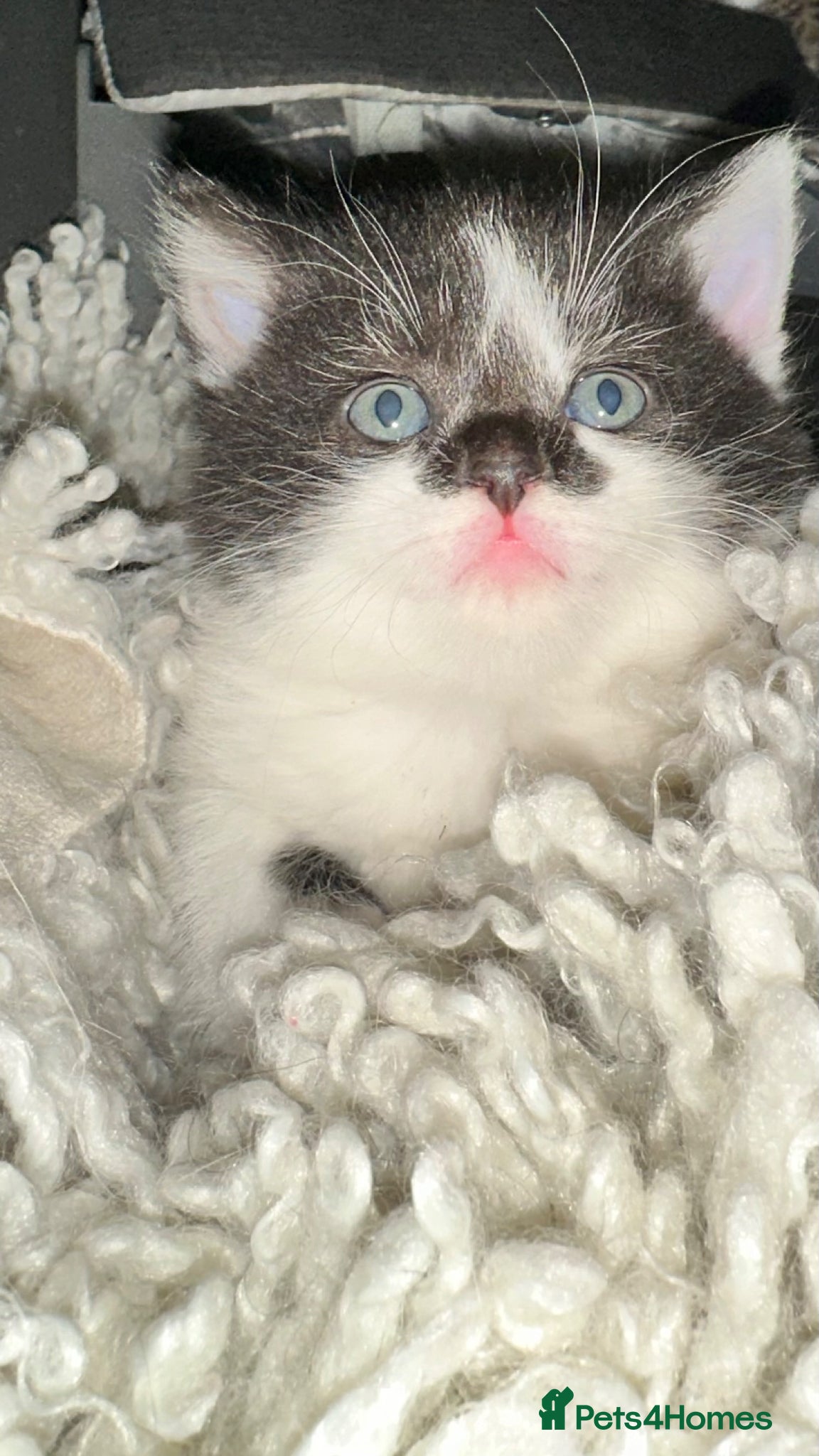 Domestic Shorthair cats Stunning litter off kittens - Advert 18