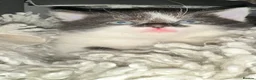 Domestic Shorthair cats for sale: Stunning litter off kittens - Advert 1