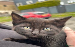 Mixed Breed cats for sale: 6 month old male 🐈‍⬛ - Image 1