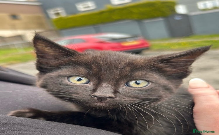 Mixed Breed cats - Advert 5