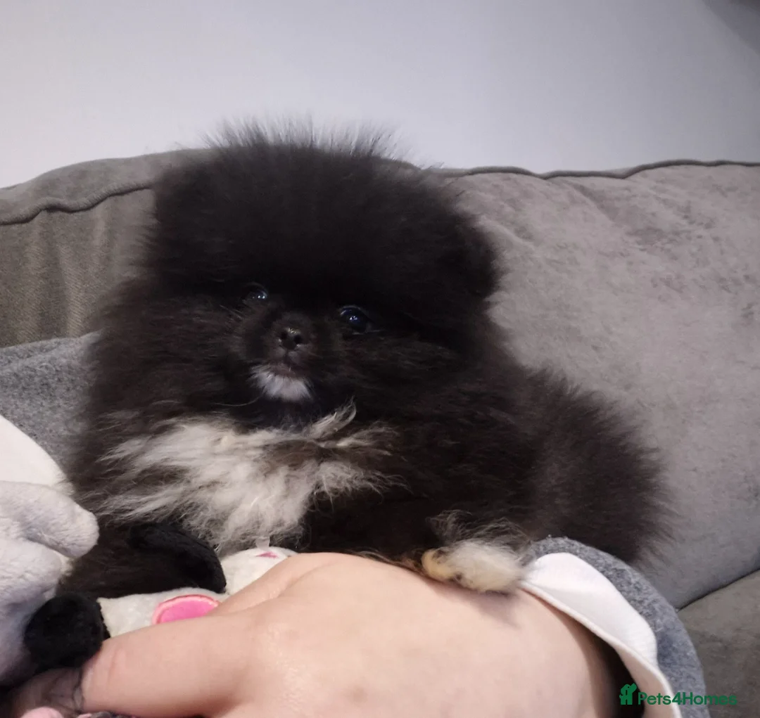 Pomeranian dogs for sale: Kc Registered Female Pomeranian  - Advert 1
