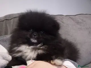 Pomeranian dogs Kc Registered Female Pomeranian - Advert 2