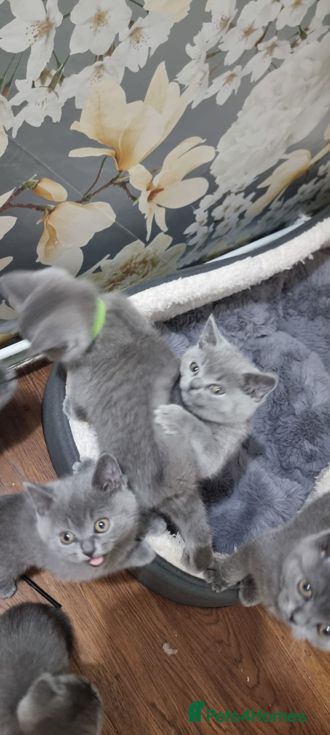 British Shorthair cats for sale: Reduced to clear Britsh shorthair Pure blue boys  - Image 8