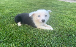 Border Collie dogs for sale: Border Collies READY NOW - Image 23