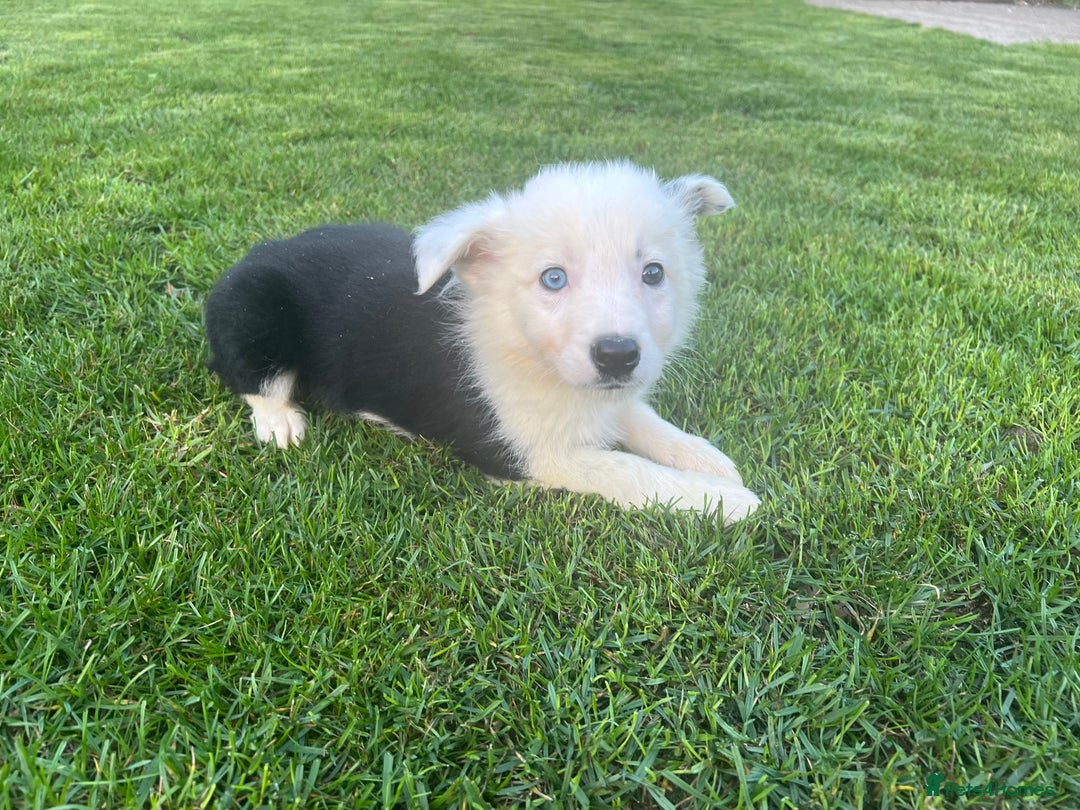 Border Collie dogs for sale: Border Collies READY NOW - Image 23