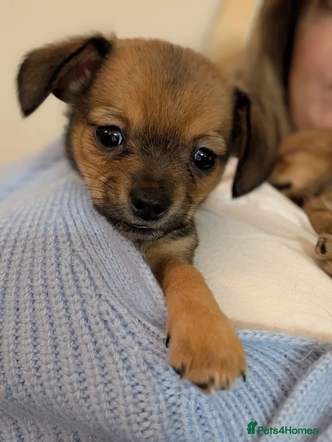 Chiweenie dogs for sale: Two beautiful tiny Chiweenies for sale - Advert 7