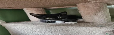 Oreo 