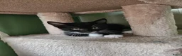 Mixed Breed cats for sale: 3 beautiful kitten ready to go immediately - Advert 14