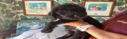 Labradoodle dogs for sale: Toy Labradoodles - Advert 3