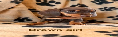 Brown Girl