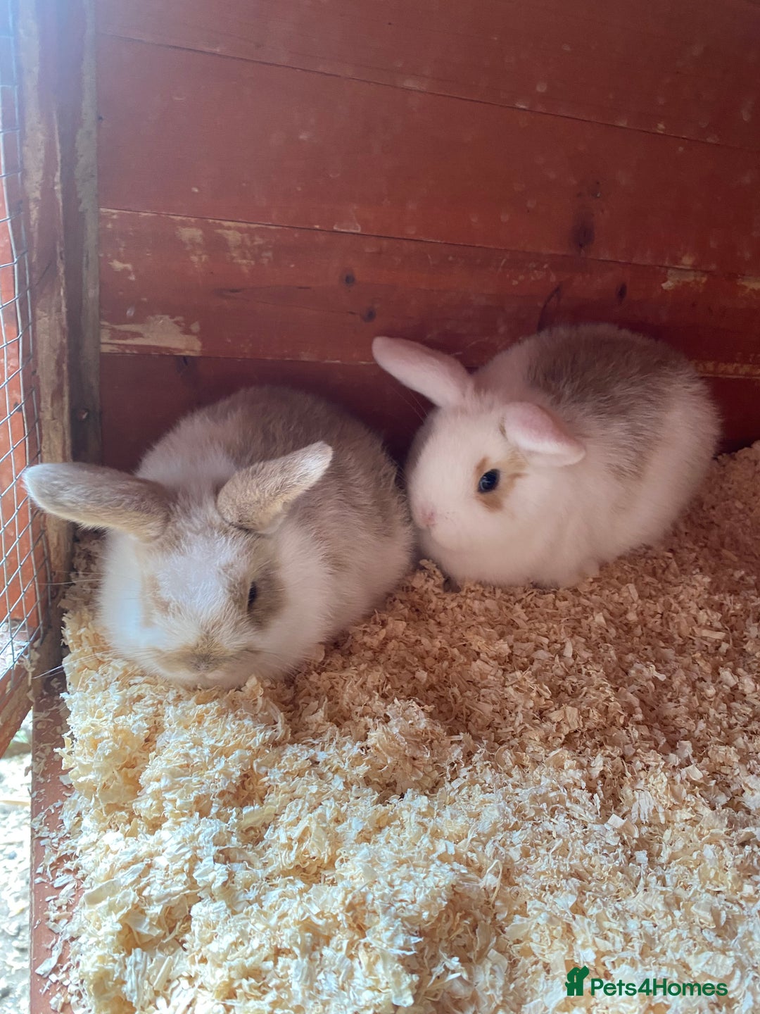 Mini Lop rabbits for sale: 2 beautiful baby girl bunnies  - Image 6