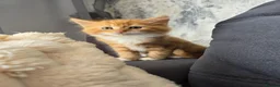 Mixed Breed cats for sale: Ginger fluffy girl for sale - Advert 7