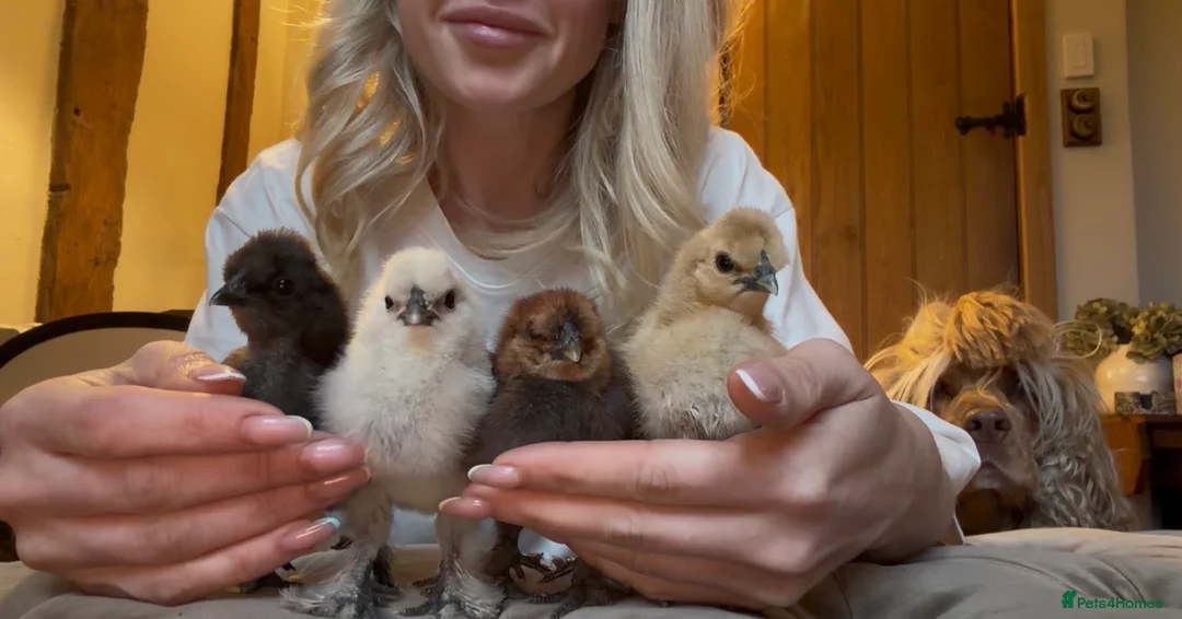Chickens poultry for sale: Silkie Chicks  in Canterbury - Advert 4