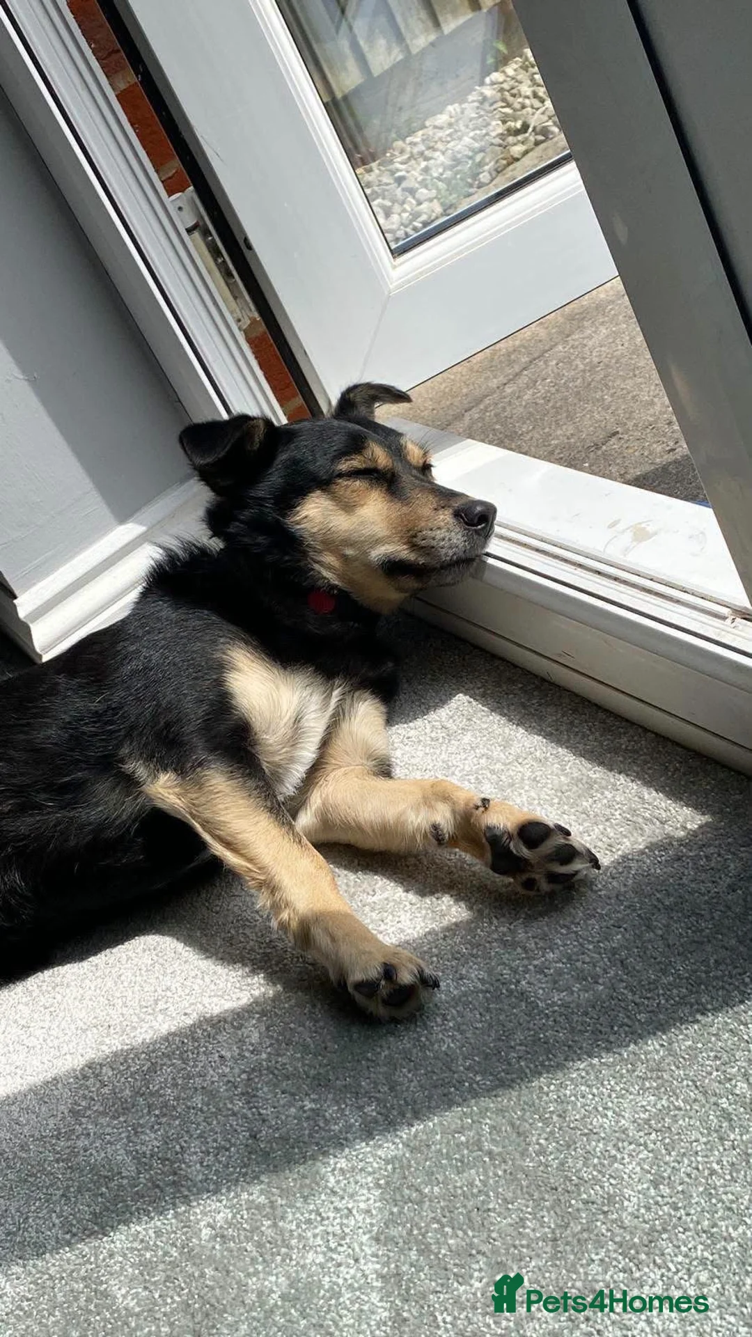Mixed Breed dogs for adoption: Little Dodo in Whiteley - Advert 6