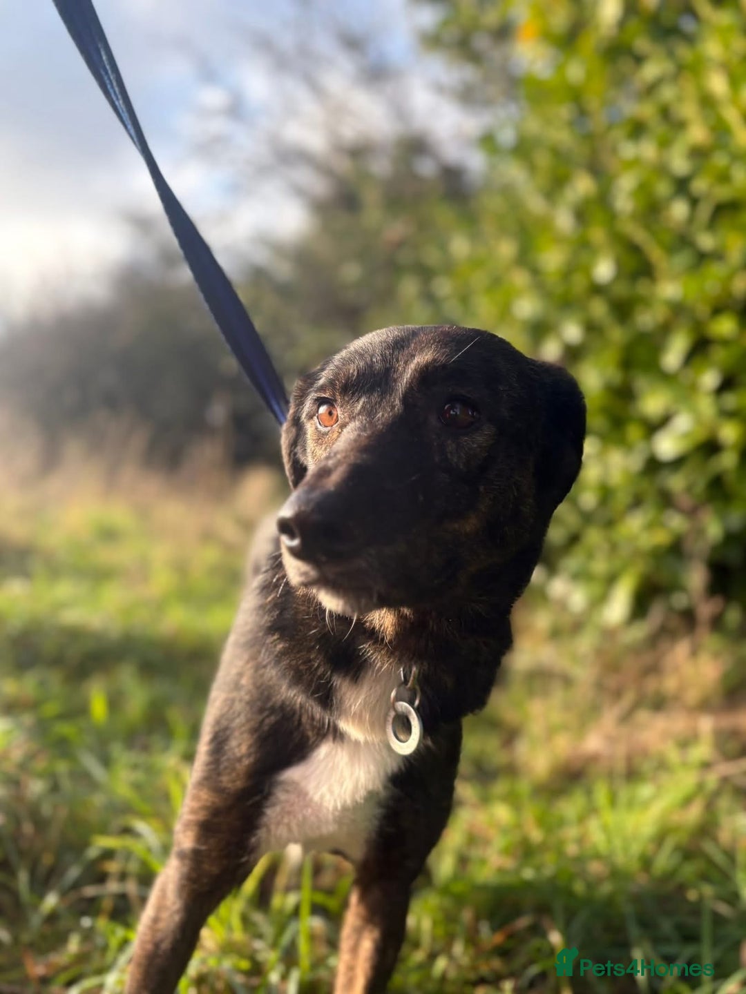 Mixed Breed dogs for adoption: Bonnie (Bokri) Norwich Norfolk  - Advert 5