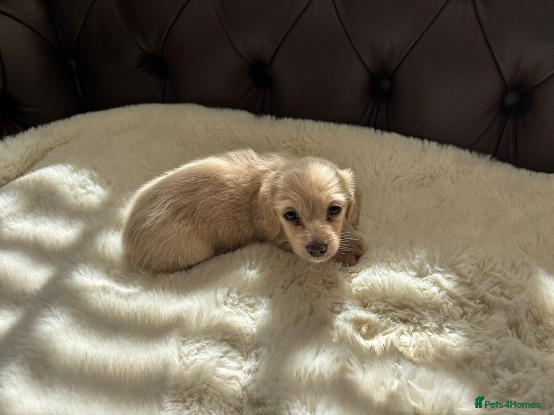 Miniature Dachshund dogs for sale: Ee cream miniature Dadchound  - Image 4