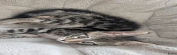 Maine Coon cats for sale: Beautiful Maine Coon/Bengal kittens - Advert 8