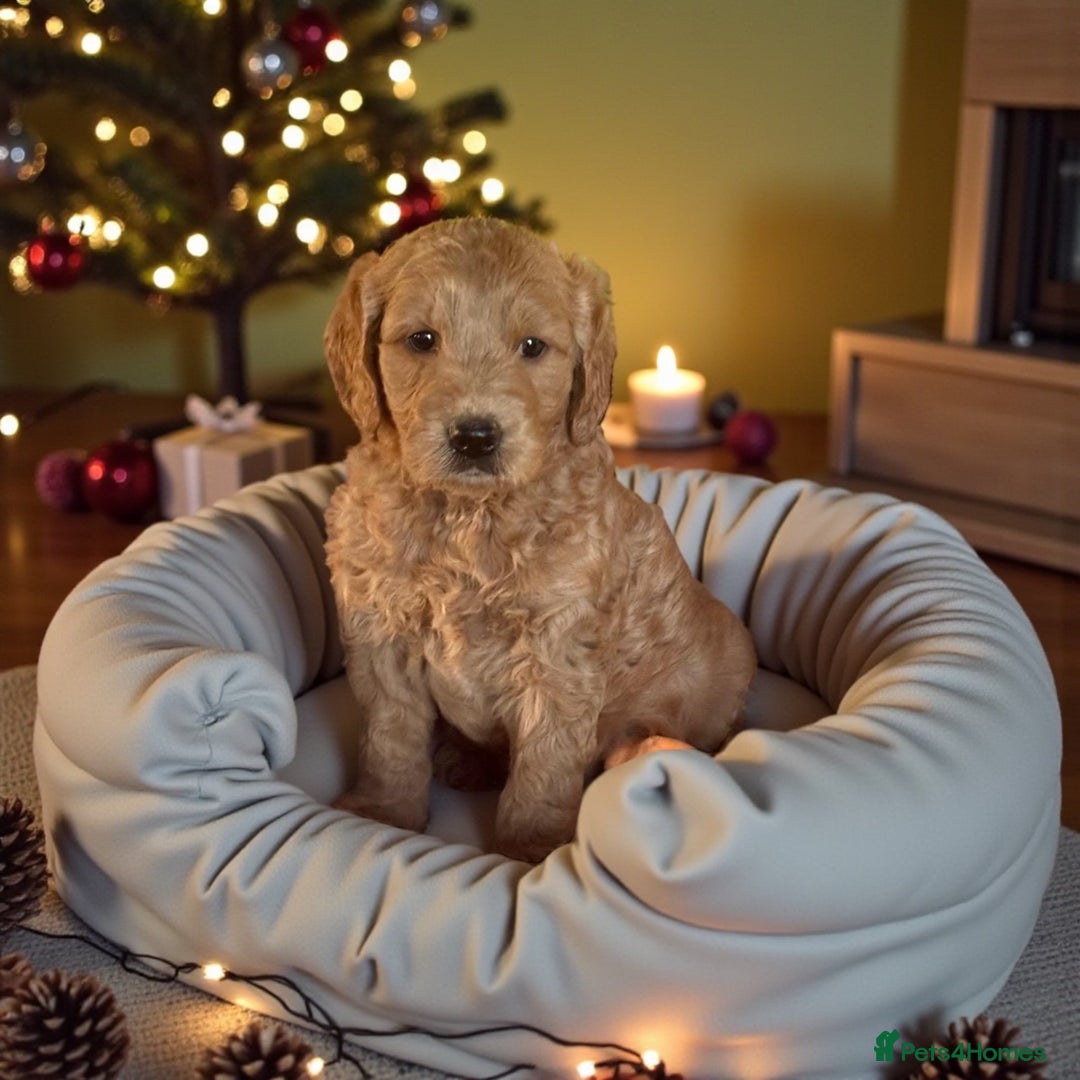 Mini Goldendoodle dogs for sale: 6 mini goldendoodle puppies for sale - Advert 8