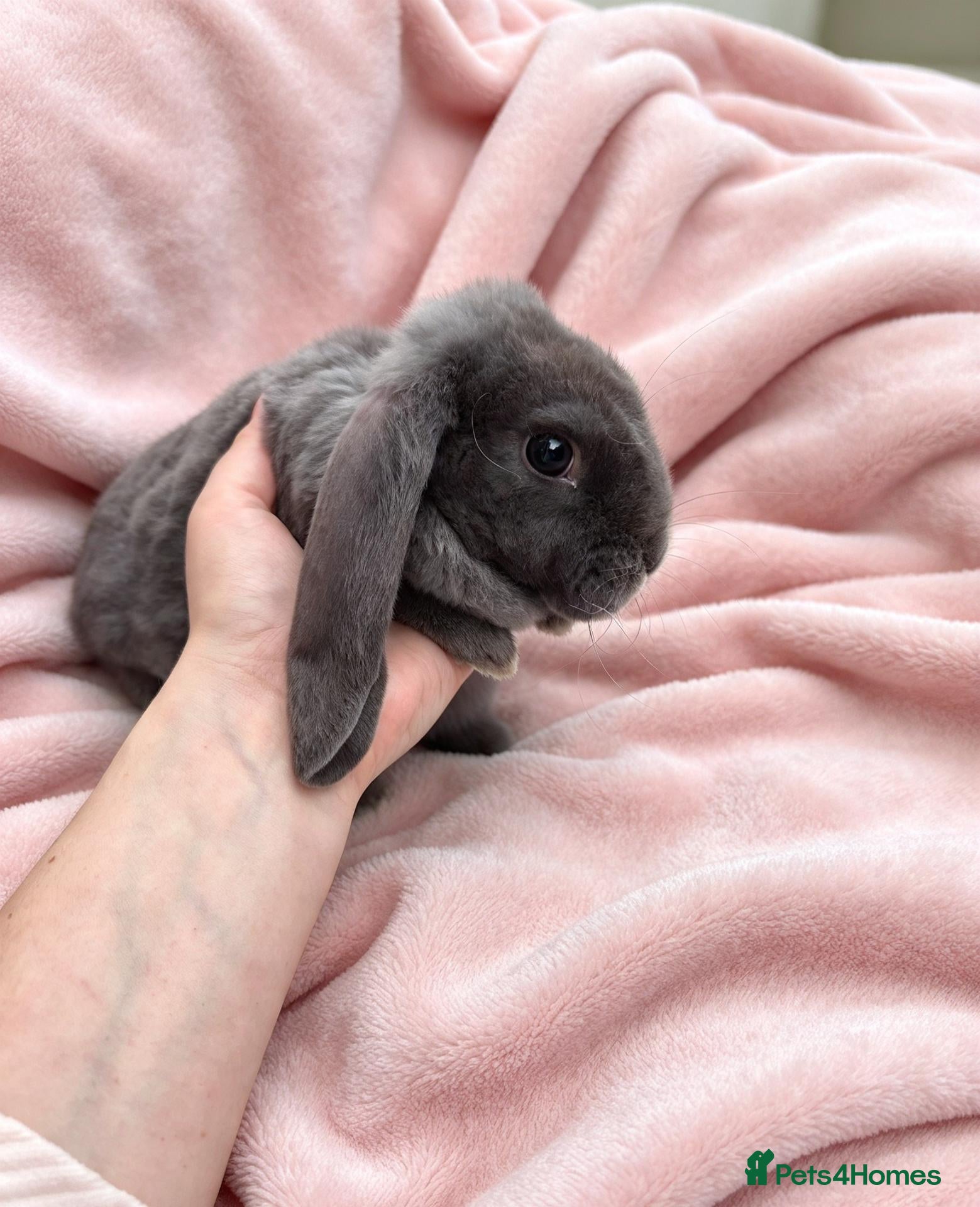 Rex rabbits for sale: Baby Velveteen x plush doe - Advert 13
