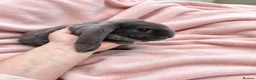 Rex rabbits for sale: Baby Velveteen x plush doe - Advert 1