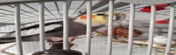 Cockatiels birds for sale: Hand reared tame male cockatiel with Montana cage in Newcastle upon Tyne - Advert 3