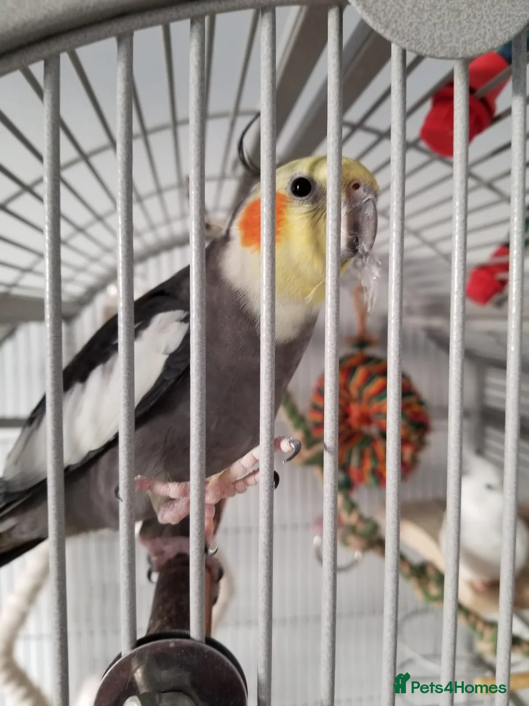 Cockatiels birds for sale: Hand reared tame male cockatiel with Montana cage in Newcastle upon Tyne - Advert 3