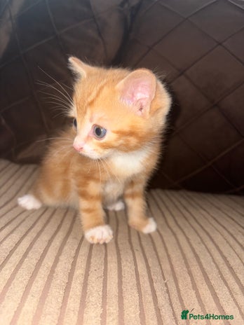 Mixed Breed cats for sale - Advert 2
