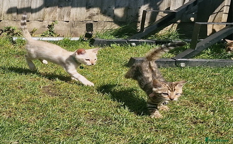 Bengal cats - Advert 9