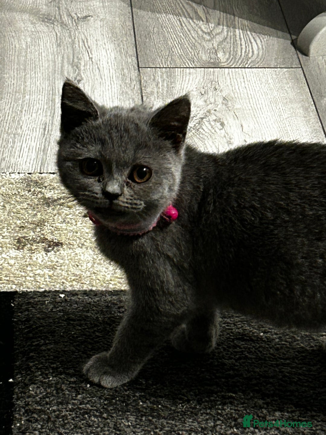 British Shorthair cats for sale: British Shorthair Kitten  - Advert 6