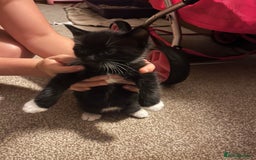 Mixed Breed cats for sale: Black and white Kittens - Image 11