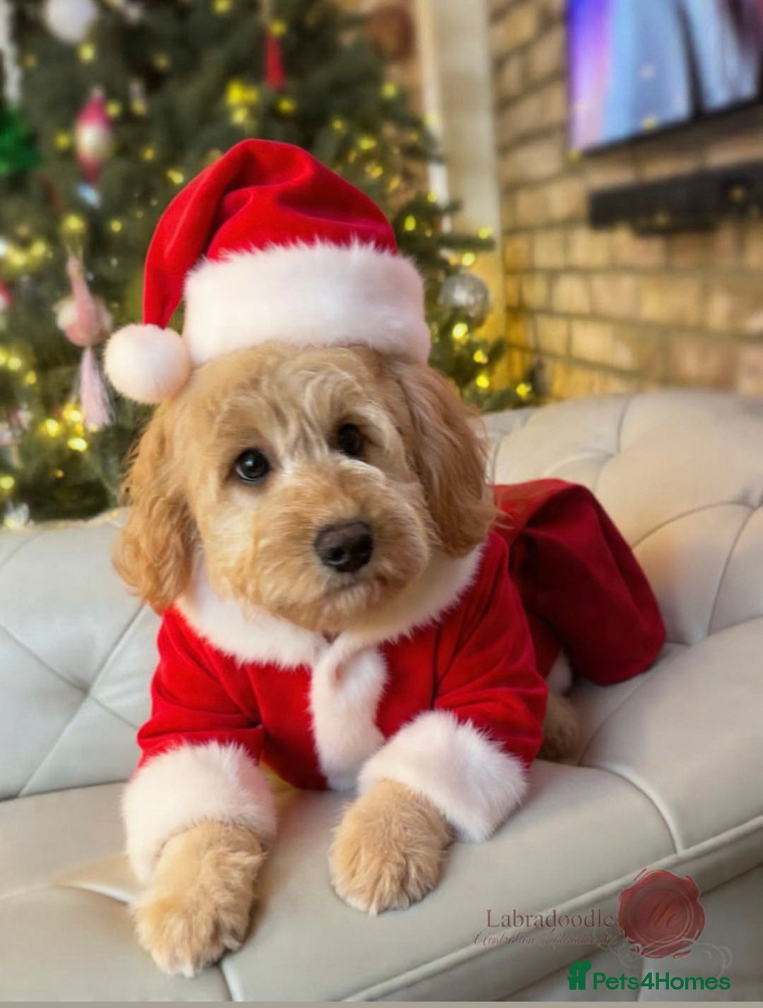 Australian Labradoodle dogs for sale: Miniature Australian Labradoodle ( WALA reg)  - Advert 3