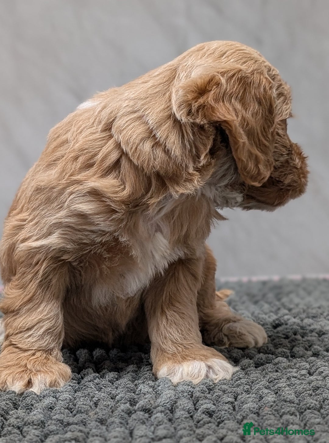 Cockapoo dogs for sale: Licensed breeder, health tested F1 cockapoo pups - Advert 21