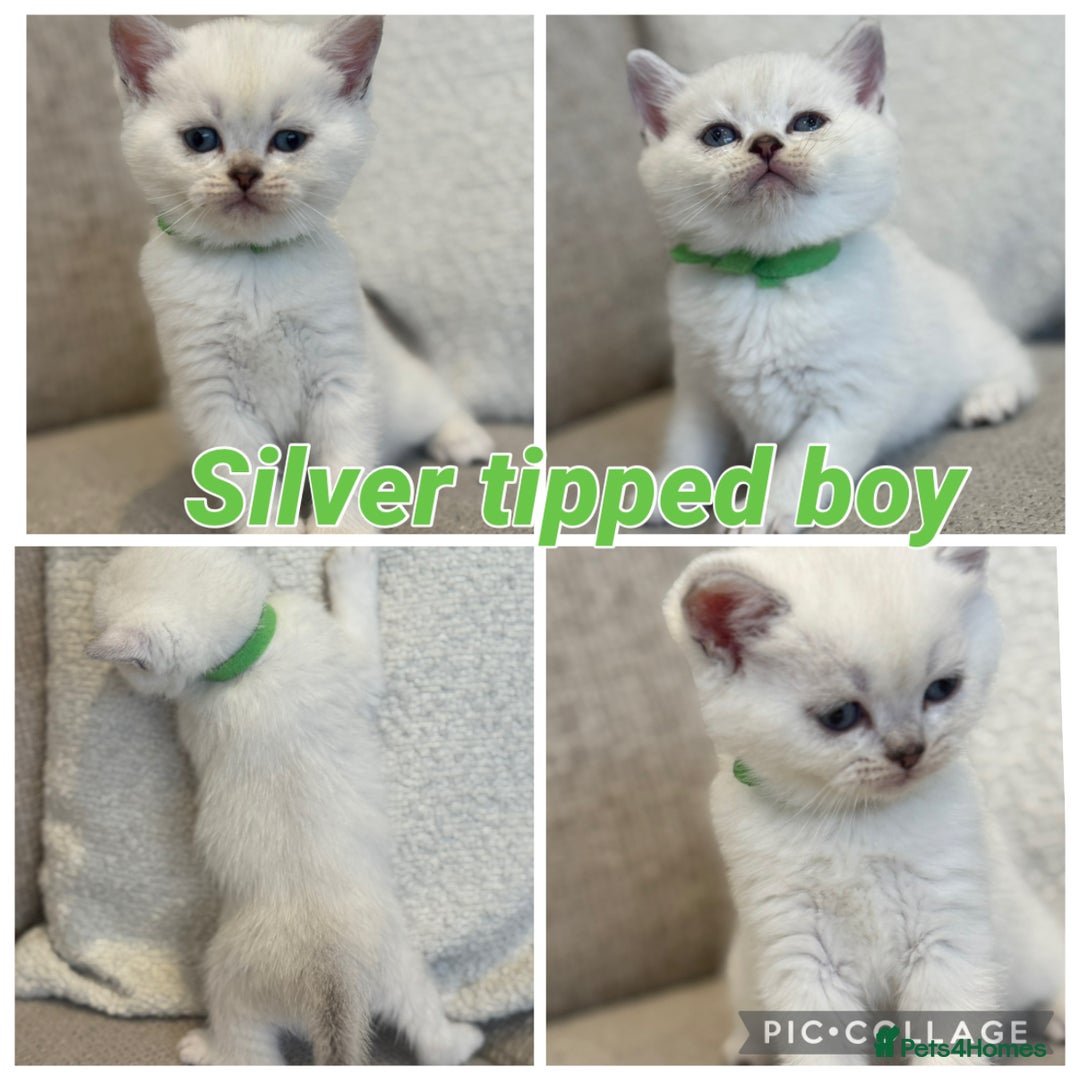 British Shorthair cats for sale: Silver and golden kittens - Advert 6