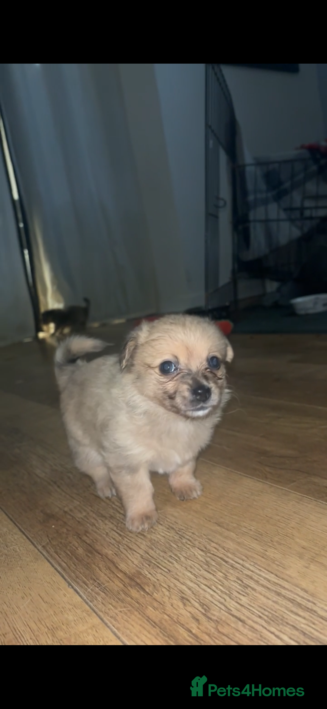 Chihuahua dogs for sale: MERLE CHIHUAHUAS 🐶 2 BOYS 1 GIRL STILL AVAILABLE - Advert 7