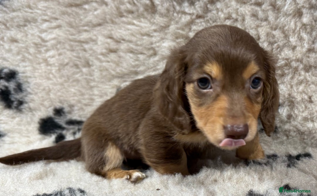 Miniature Dachshund dogs for sale: Miniature dachshund - Image 8