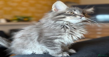Maine Coon cats - Advert 3