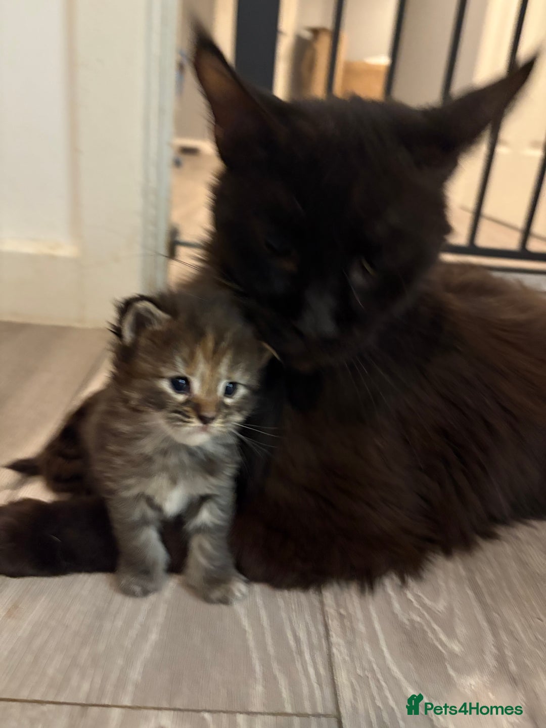 Maine Coon cats for sale: TICA registered Maine coon kittens rare red girl  - Advert 7