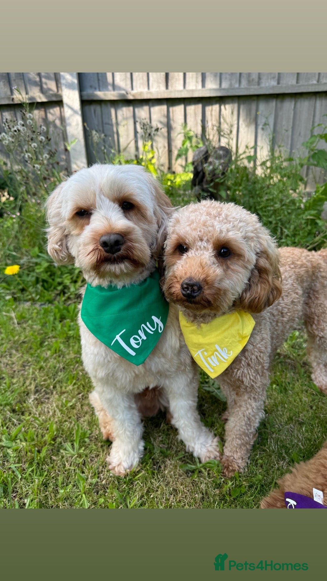 Cavapoo dogs for sale: Beautiful Cavapoo Puppies - Image 8