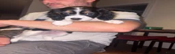 Cavapoo dogs for sale: X2 Beautiful Cavapoo puppies ready to leave   - Advert 2