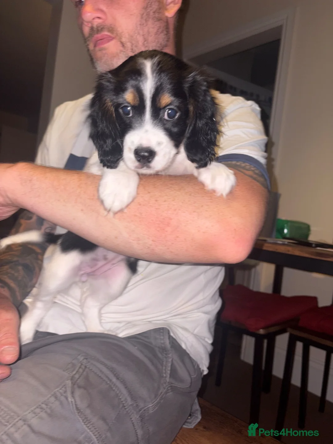 Cavapoo dogs for sale: X2 Beautiful Cavapoo puppies ready to leave   - Advert 2