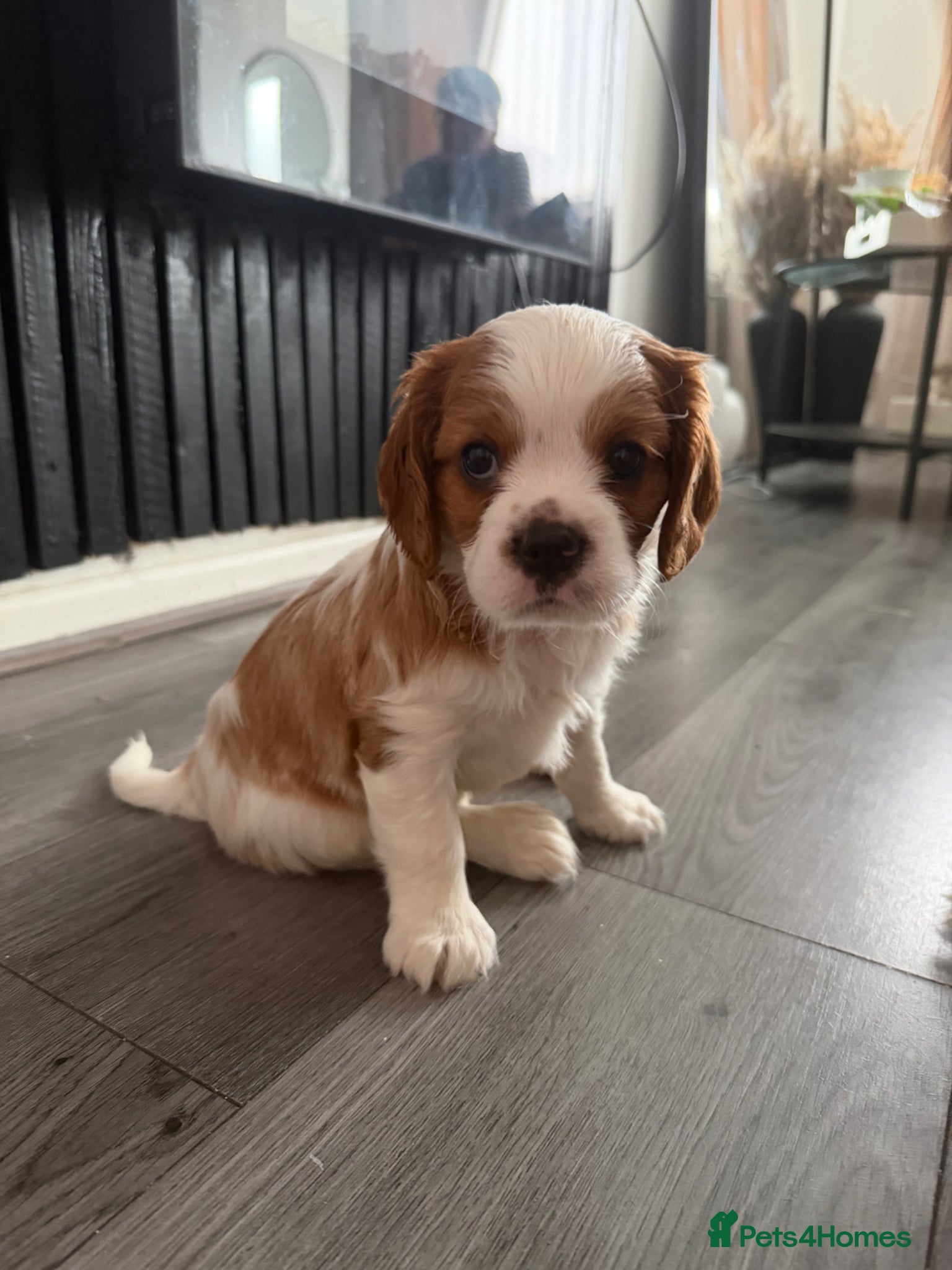 Cavalier King Charles Spaniel dogs Boy cavalier king charles spaniel puppy - Advert 1