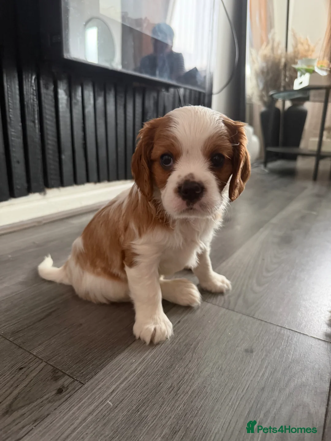 Cavalier King Charles Spaniel dogs for sale: Boy cavalier king charles spaniel puppy - Advert 1