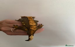 Gecko reptiles for sale: Dark based flame crested gecko  - Image 2