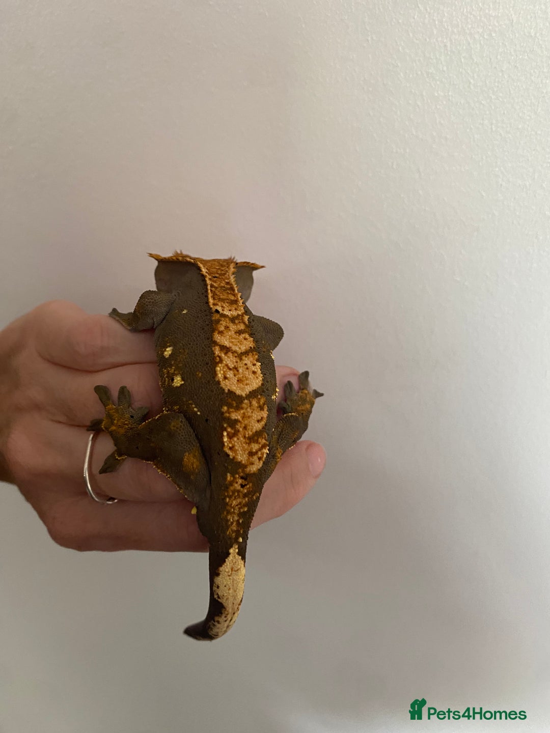 Gecko reptiles for sale: Dark based flame crested gecko  - Image 2