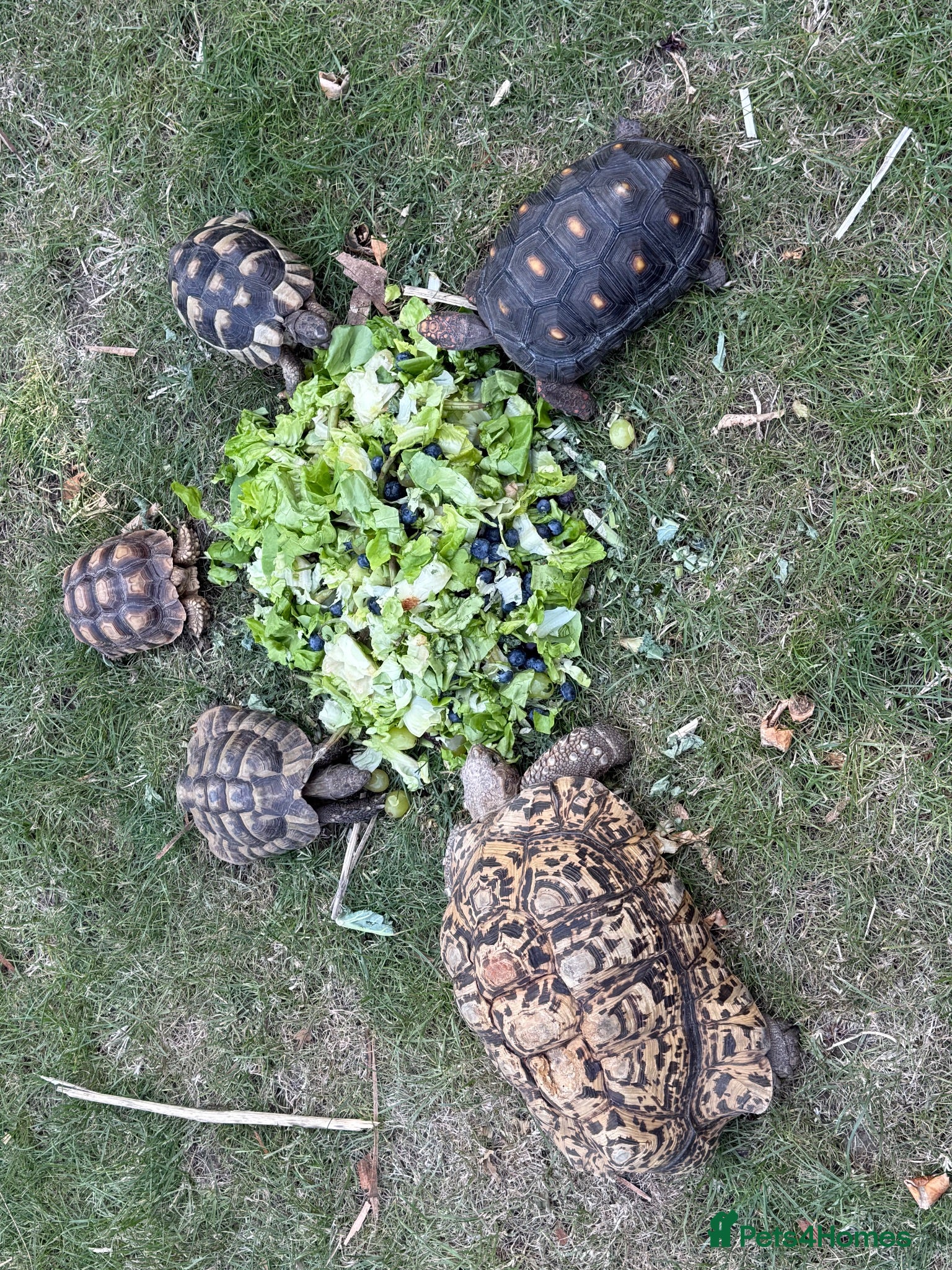 Tortoise reptiles 30yr old leopard tortoise - Advert 1
