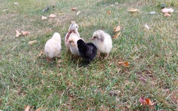 Chickens poultry for sale: Black Copper Meran Hen and chicks. - Image 4