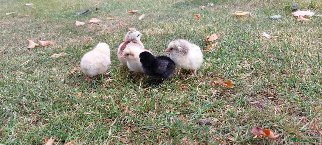 Chickens poultry for sale: Black Copper Meran Hen and chicks. - Image 4
